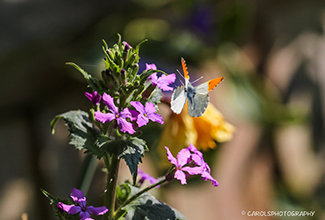 ORANGE IP BUTTERFLY